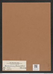 Coscinodiscus tumidus Janisch (de-Toni-Nr.: Genus 202, Species 4907) Zeichnungen Sammlung Grunow Mappe 04737 (Herbarium_W_Grunow_drawings_Folder_04737)